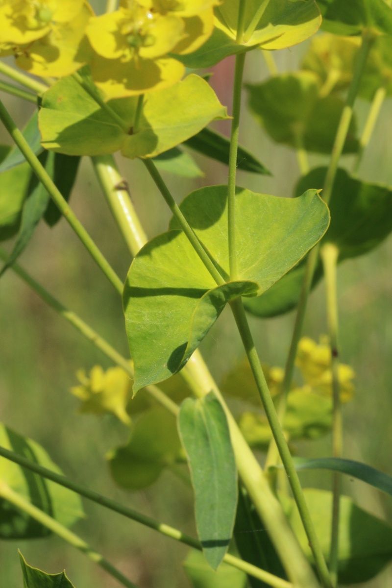 Изображение особи Euphorbia virgata.