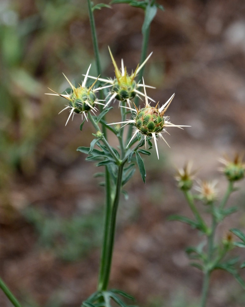 Изображение особи Centaurea reflexa.