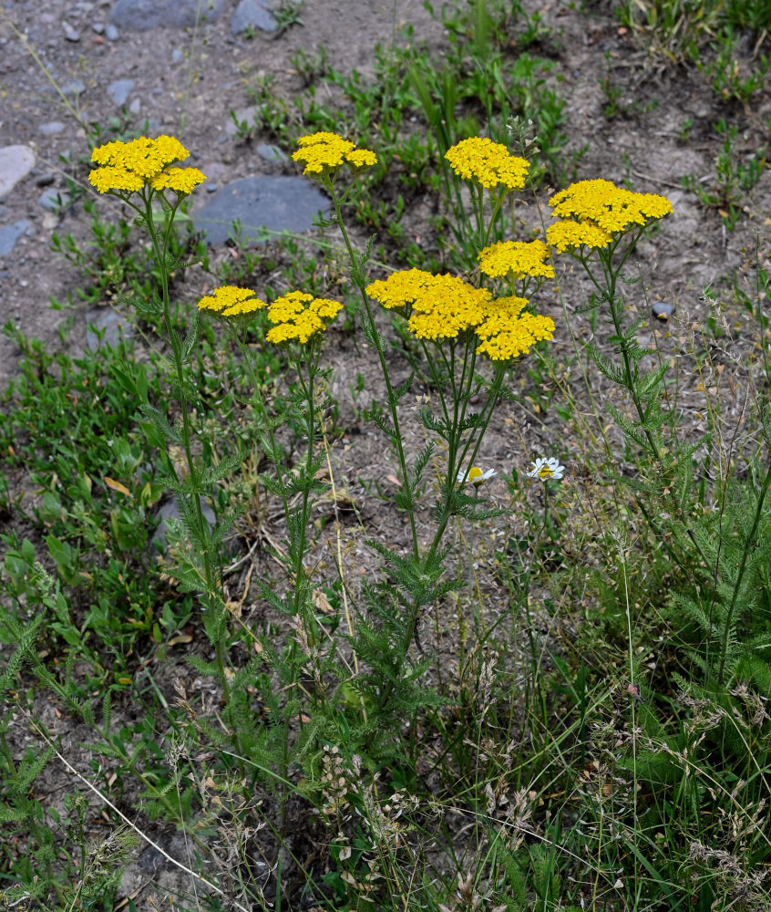 Image of Achillea arabica specimen.