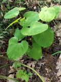 Aristolochia steupii. Цветущее растение. Краснодарский край, городской округ Сочи, Адлерский р-н, окр. с. Казачий Брод, широколиственный лес, рядом с обрывом. 17.04.2023.