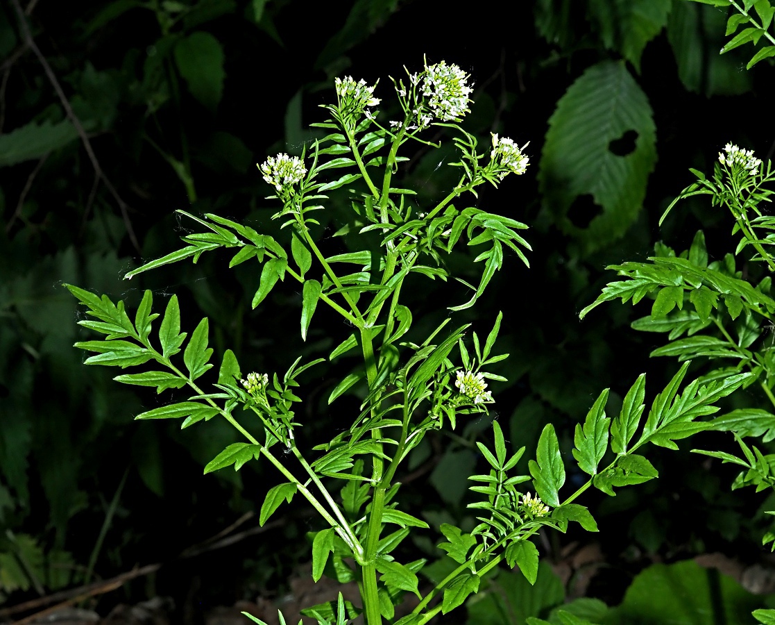 Изображение особи Cardamine impatiens.