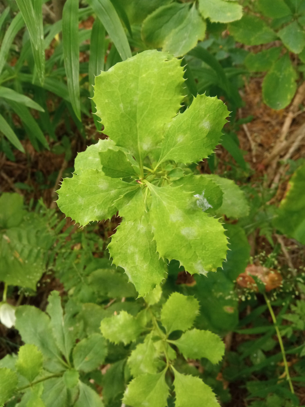 Image of Berberis vulgaris specimen.