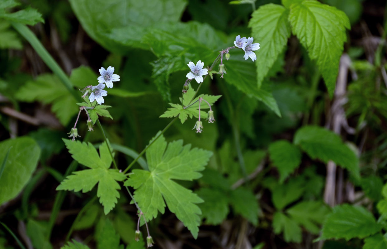 Изображение особи Geranium krylovii.