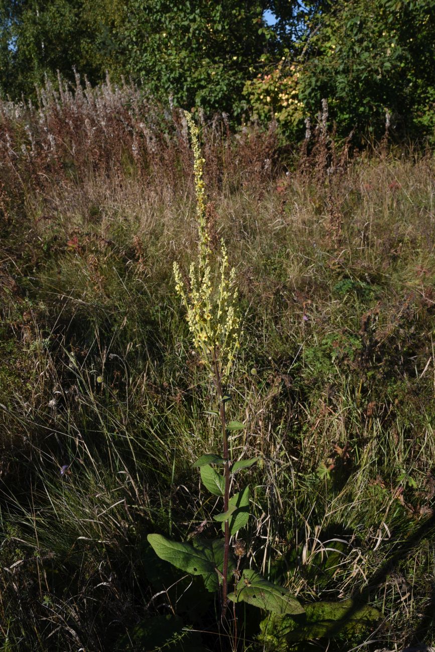 Image of genus Verbascum specimen.