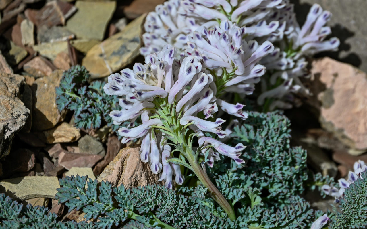 Изображение особи Cysticorydalis fedtschenkoana.