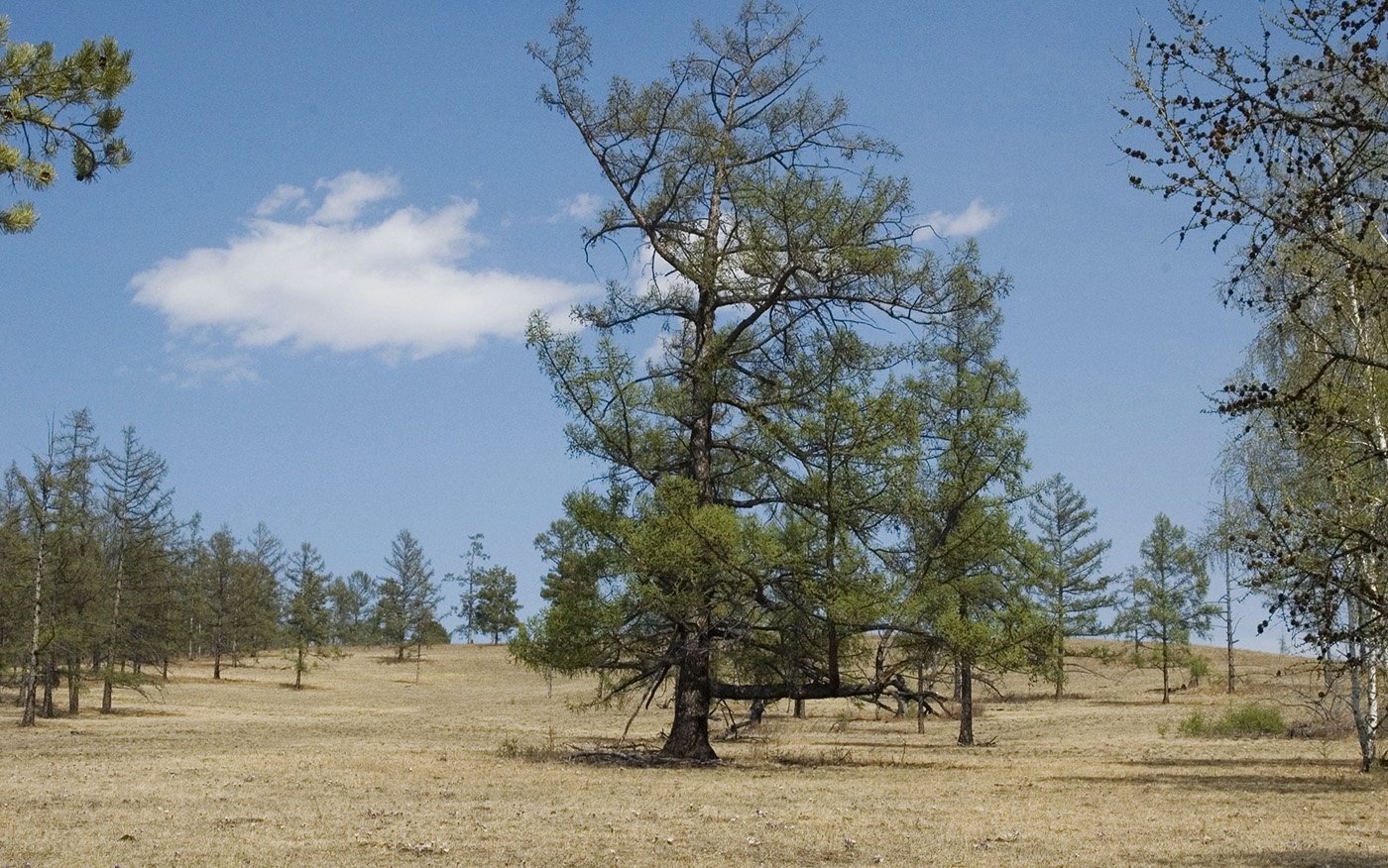 Image of Larix sibirica specimen.