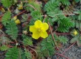 Potentilla anserina