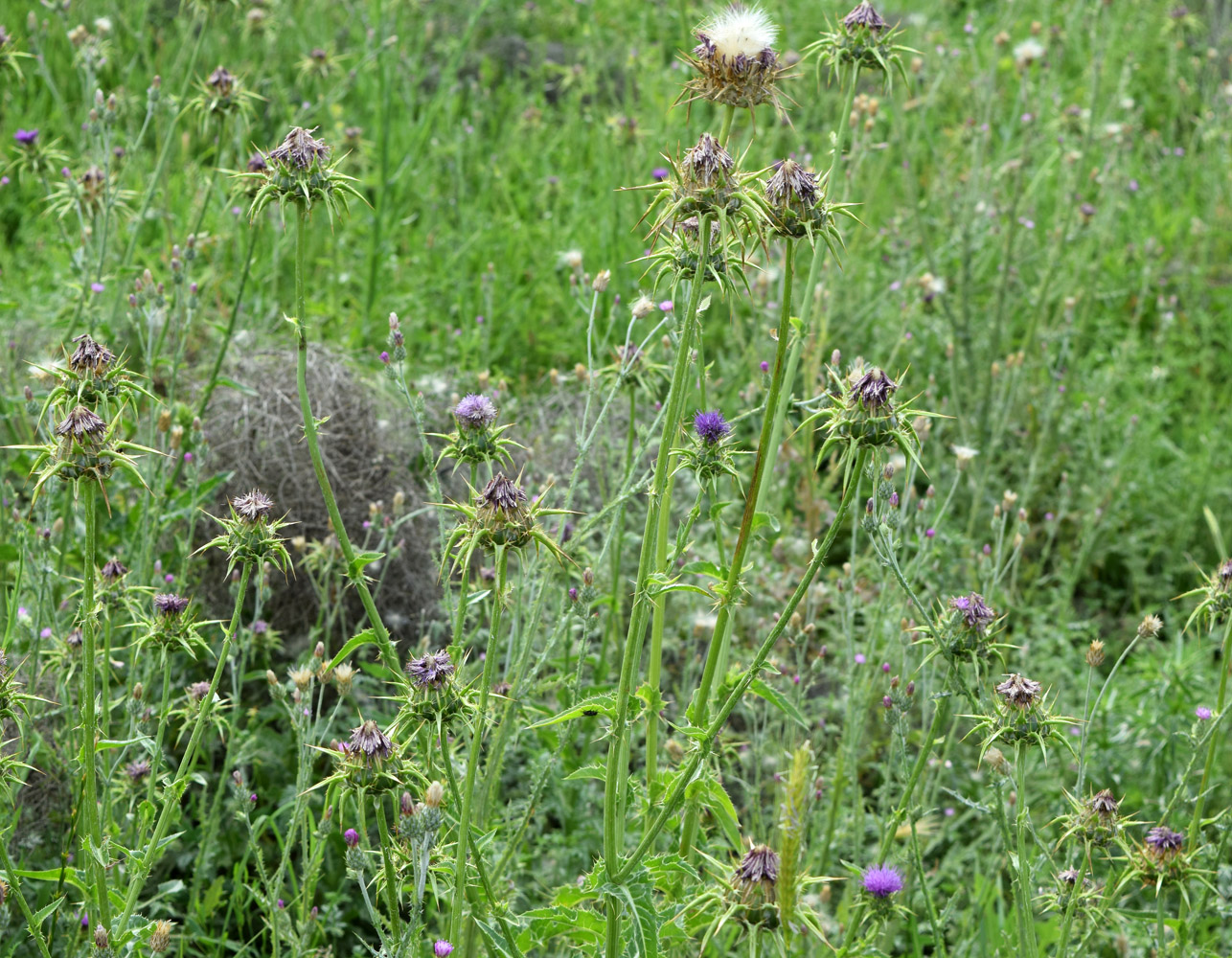 Изображение особи Silybum marianum.