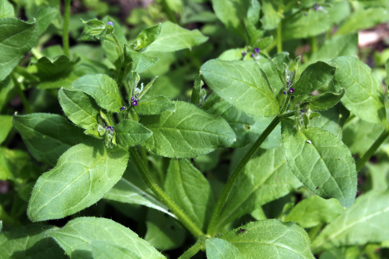 Image of Asperugo procumbens specimen.