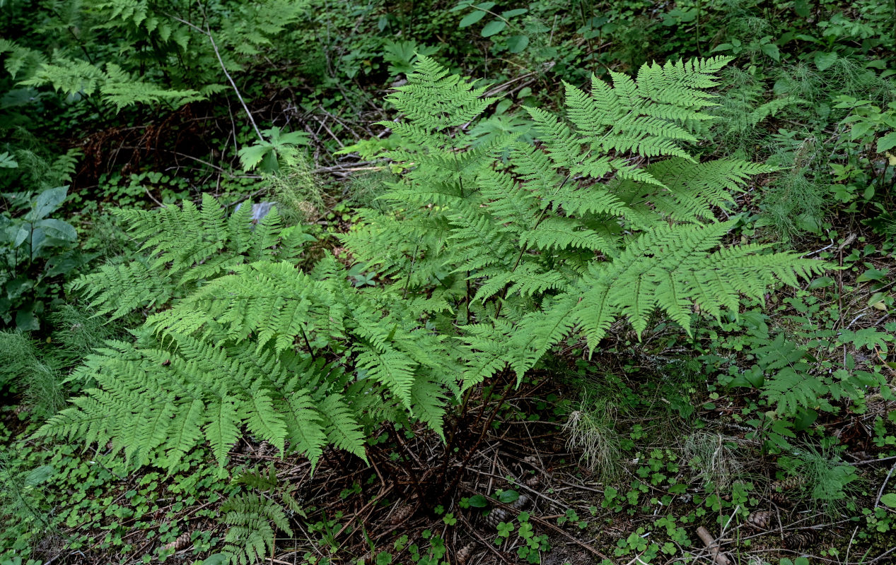 Image of Dryopteris expansa specimen.