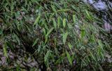 Phyllostachys pubescens. Верхушки побегов. Китай, провинция Гуанси, рисовые террасы Лунцзи, опушка смешанного леса. 29.05.2024.