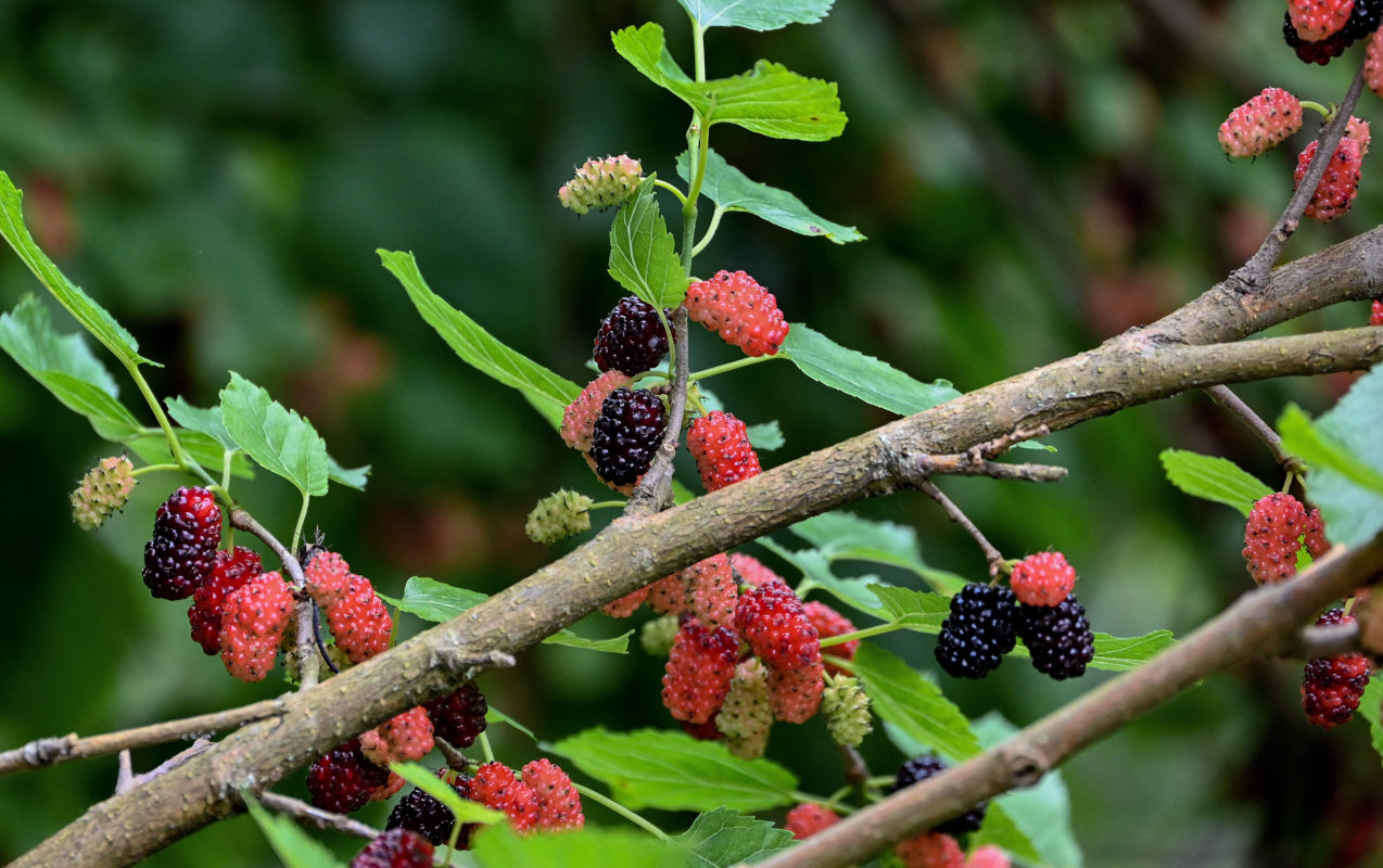 Изображение особи Morus alba.