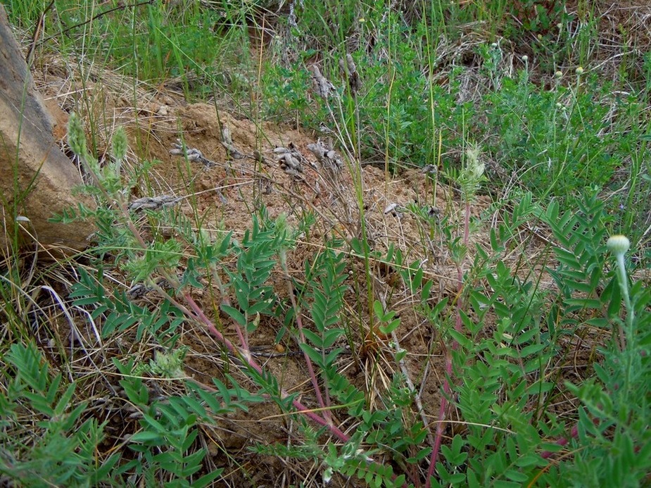 Image of Oxytropis pilosa specimen.