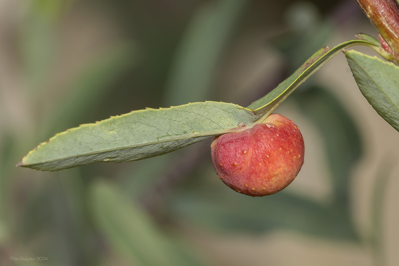 Image of Salix purpurea specimen.