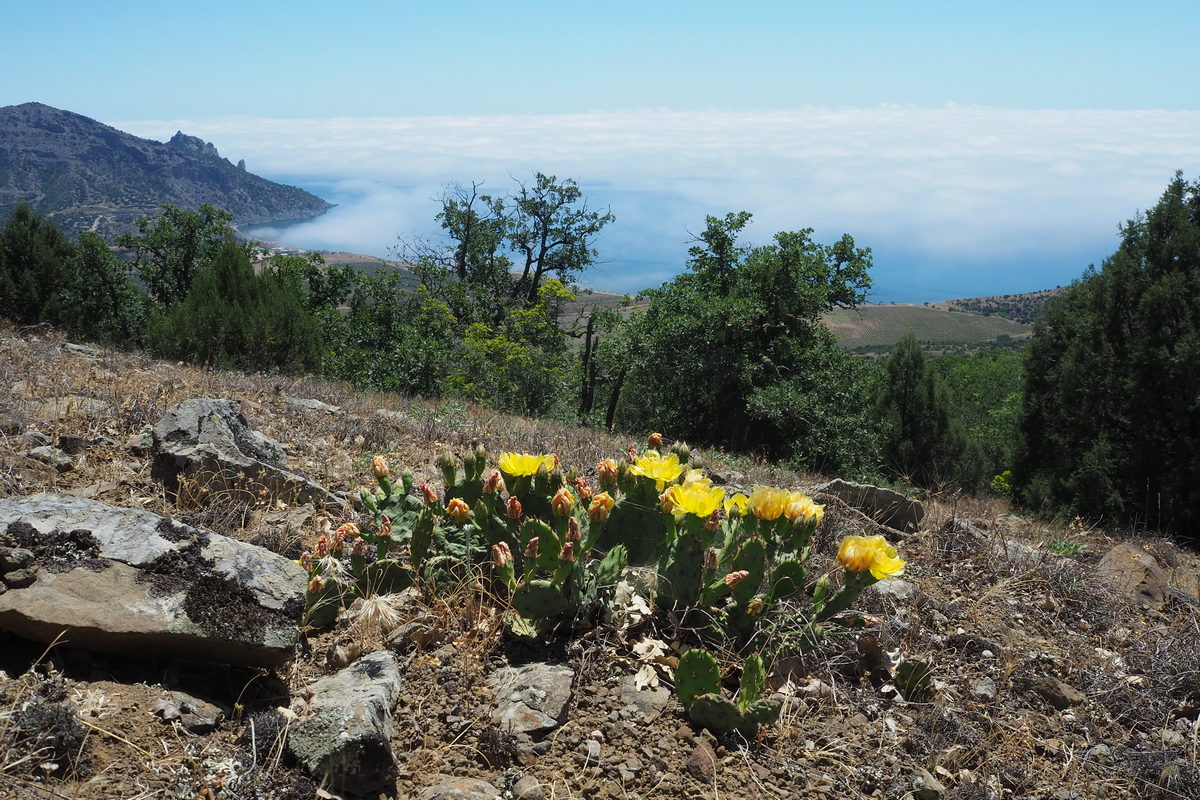 Image of Opuntia humifusa specimen.