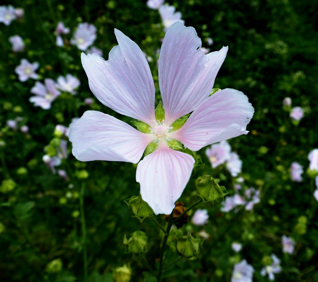 Image of Malva thuringiaca specimen.