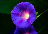 Ipomoea purpurea. Цветок. Московская обл., Раменский р-н, окр. дер. Хрипань, садовый участок. 31.08.2024.