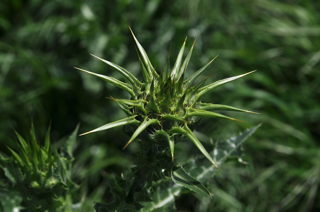 Image of Silybum marianum specimen.