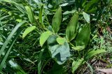 Polygonatum maximowiczii. Плодоносящее растение. Курильские о-ва, о-в Итуруп, долина р. Водопадная, луговой склон. 19.08.2023.