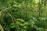 Festuca gigantea. Соплодие. Ульяновская обл., окр. г. Димитровград, долина р. Мал. Ерыкла, широколиственно-осиновый лес переходящий в пойменный ольховник. 23.07.2023.