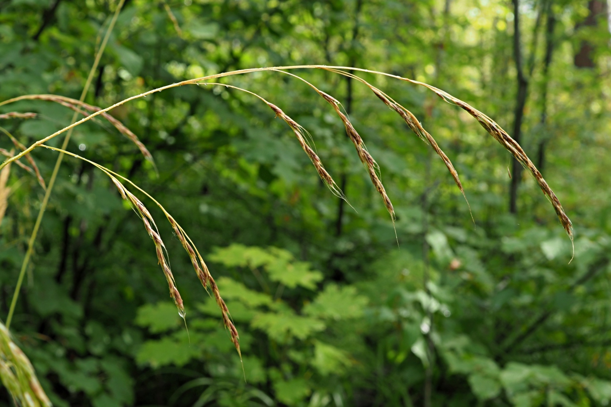 Image of Festuca gigantea specimen.