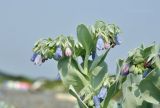 Mertensia maritima. Верхушка цветущего растения. Приморский край, Владивостокский ГО, о. Рикорда, каменистый берег моря. 15.07.2024.