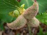 Paeonia daurica. Плод. Крым, Южный Берег, городской округ Алушта, высокий берег р. Алака (Сотера). 30.05.2024.