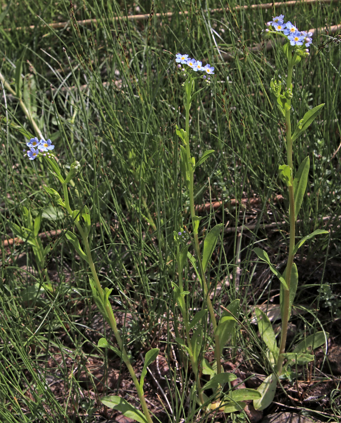 Изображение особи Myosotis palustris.