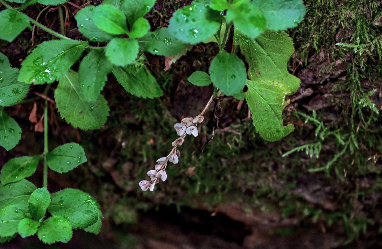 Изображение особи Veronica officinalis.