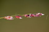 Sorghum halepense