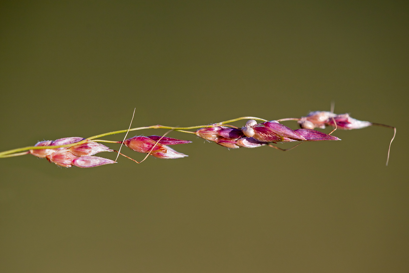 Изображение особи Sorghum halepense.