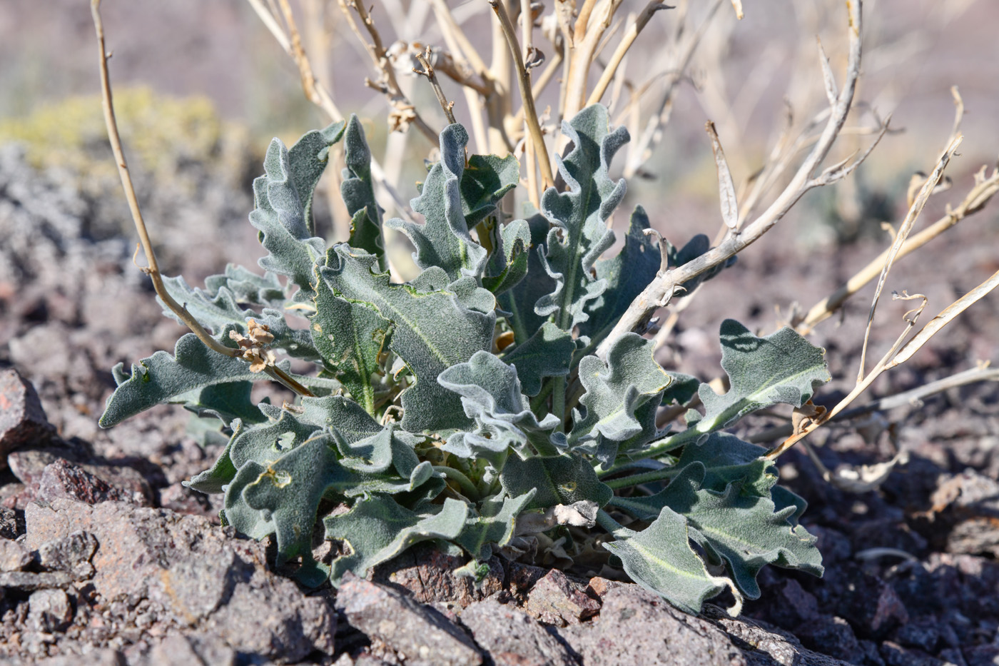 Изображение особи Matthiola tatarica.