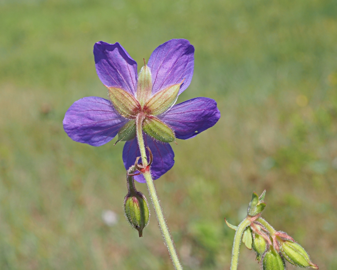 Image of Geranium pratense specimen.