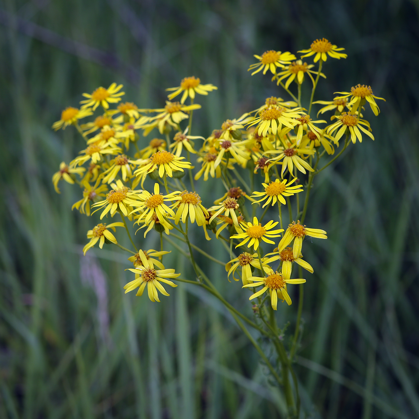 Image of Senecio jacobaea specimen.