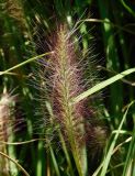 Pennisetum alopecuroides