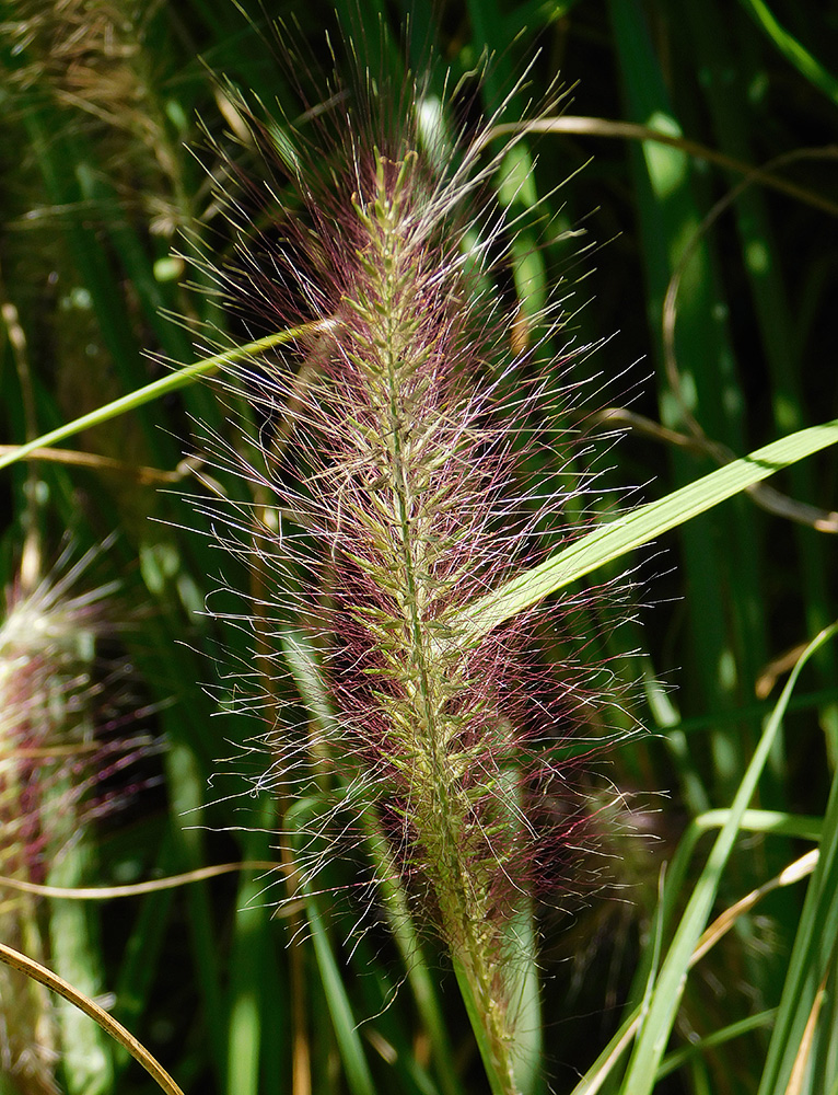 Image of Pennisetum alopecuroides specimen.