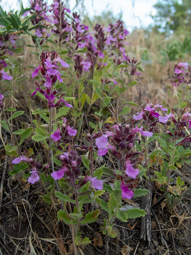 Image of Teucrium chamaedrys specimen.