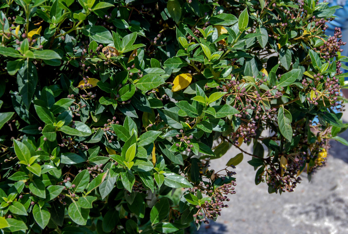 Изображение особи Viburnum tinus.