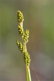 Carex canescens