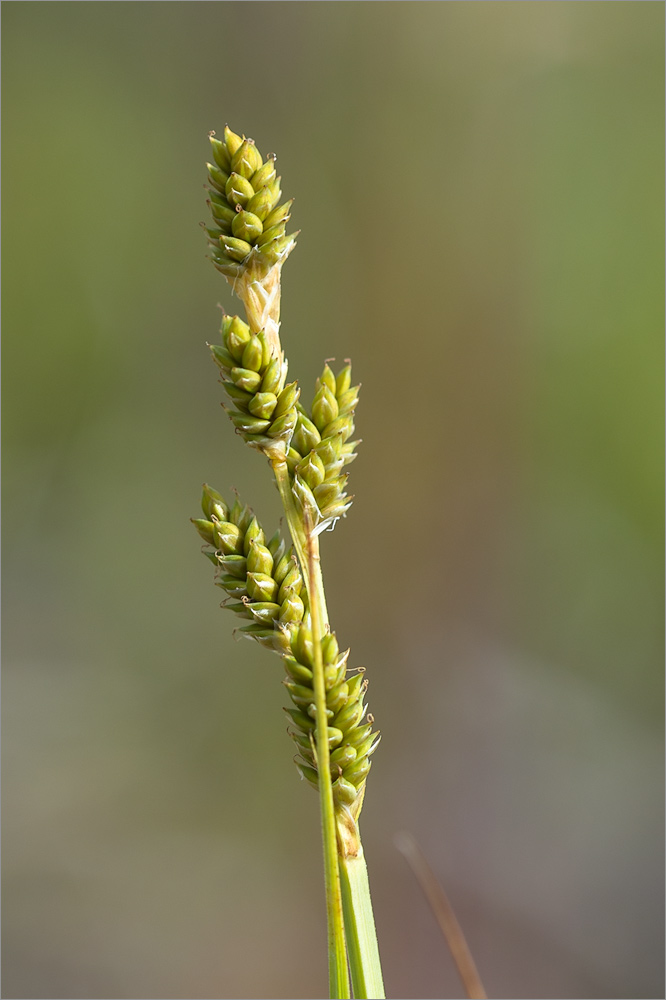 Изображение особи Carex canescens.