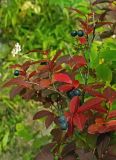 Vaccinium smallii