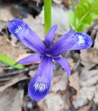 Iris ruthenica