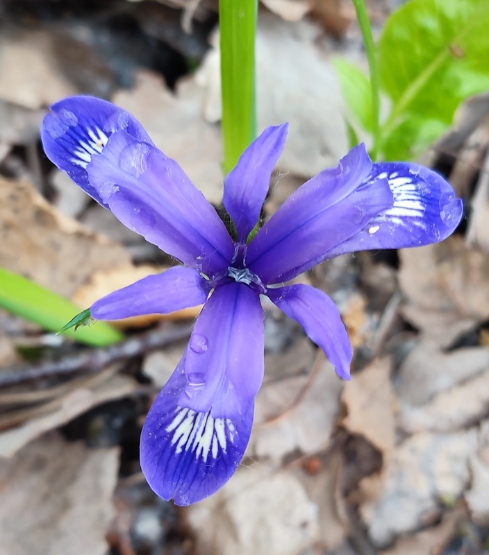 Изображение особи Iris ruthenica.