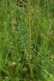 Filipendula vulgaris