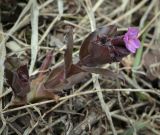 Pulmonaria obscura