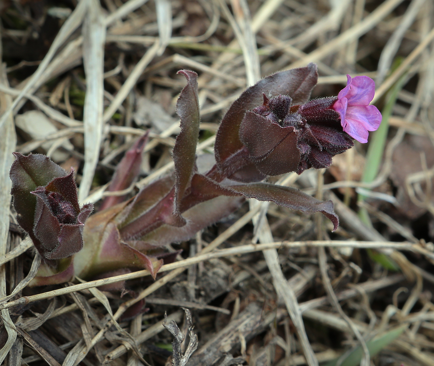Image of Pulmonaria obscura specimen.