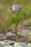 View full-size image Dontostemon dentatus