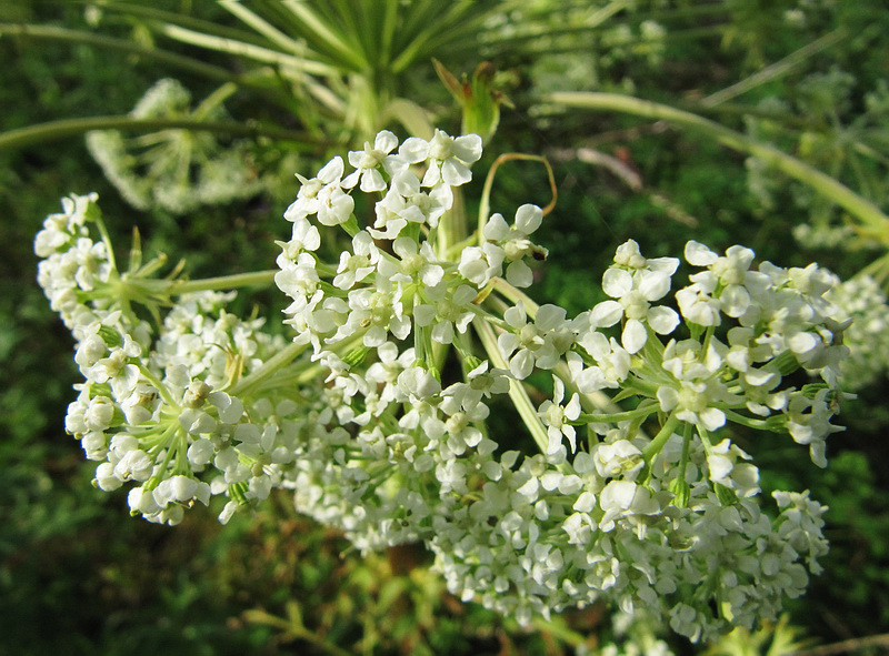 Image of Pleurospermum uralense specimen.