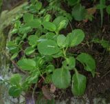 Смотреть изображение Chiastophyllum oppositifolium