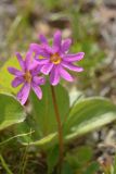 Смотреть изображение Primula cuneifolia